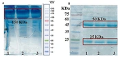 Optimization and Application of Quantitative In-house ELISA for Diagnosis of HBsAg and its Correlation with Commercial ELISA and Molecular Kits