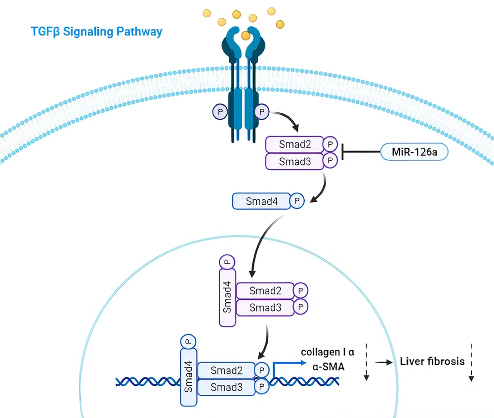 The effects of miR-126a on the expression of ECM genes by inhibiting the TGFB/SMAD3c signaling pathway, resulting in the alleviation of liver fibrosis. The effects of miR-126a on the expression of ECM genes by inhibiting the TGFB/SMAD3c signaling pathway, resulting in the alleviation of liver fibrosis.