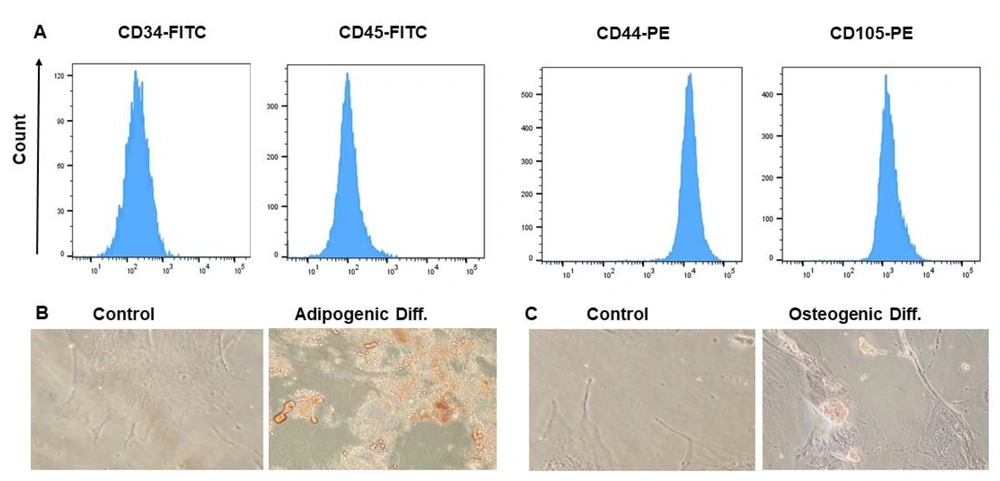 Phenotypic and differentiation markers of WJ-MSCs. (A) The phenotype of WJ-MSC was affirmed by identifying their immunophenotypic characteristics by flow cytometry. CD44 and CD105 were positive markers compared to CD34 and CD45 as negative markers; (B) Adipogenic differentiation of MSCs. Oil Red O staining was utilized to discover lipid droplets; (C) Osteogenic differentiation of MSCs. Alizarin Red S staining was utilized to detect the mineralized matrix Phenotypic and differentiation markers of WJ-MSCs. (A) The phenotype of WJ-MSC was affirmed by identifying their immunophenotypic characteristics by flow cytometry. CD44 and CD105 were positive markers compared to CD34 and CD45 as negative markers; (B) Adipogenic differentiation of MSCs. Oil Red O staining was utilized to discover lipid droplets; (C) Osteogenic differentiation of MSCs. Alizarin Red S staining was utilized to detect the mineralized matrix