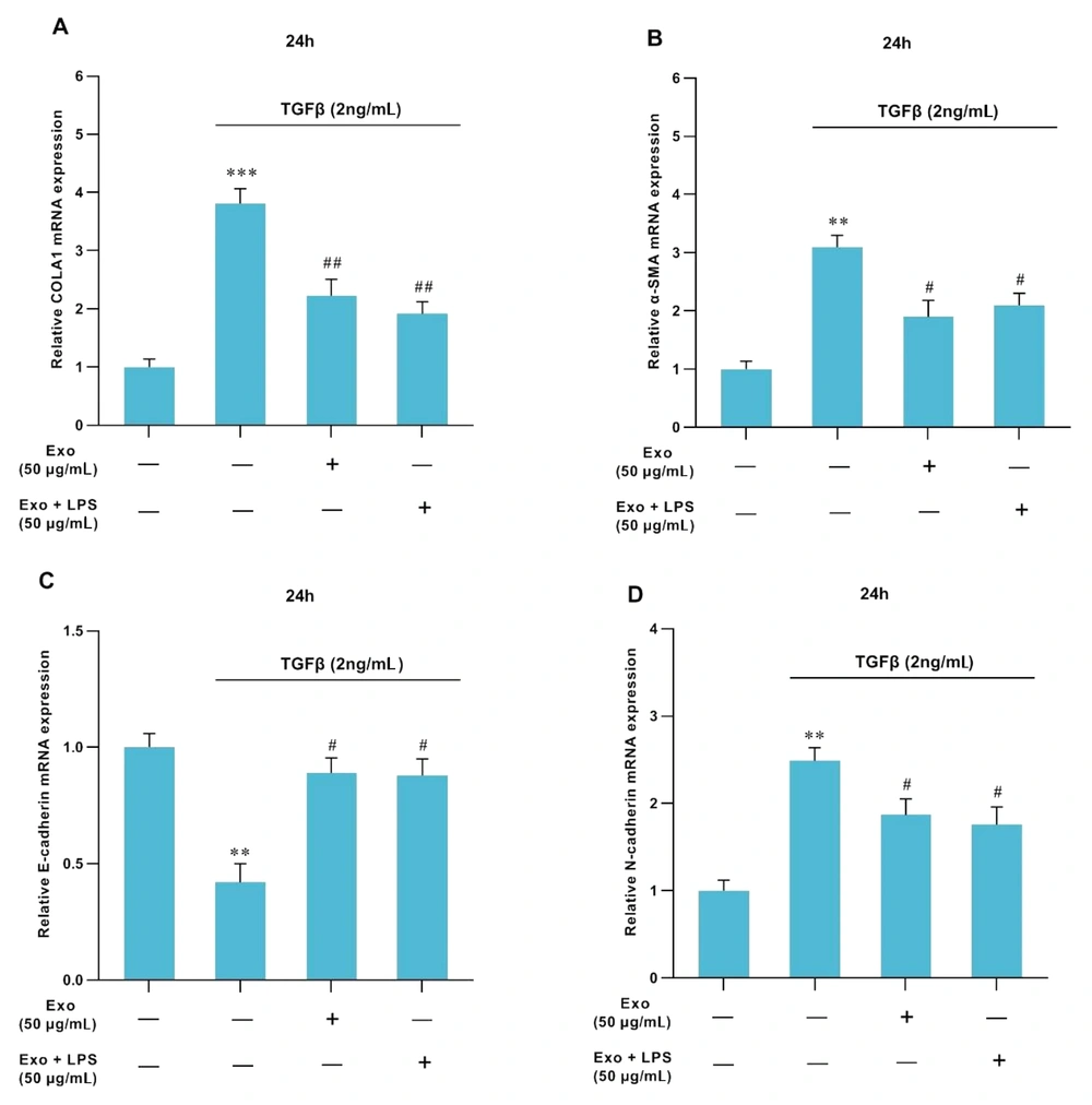 Effects of MSCs-Ex (LPS-stimulated or non-stimulated) on the expression of fibrotic markers in TGFβ1-activated-HSCs assessed by RT-qPCR. Control cells were not treated. In the TGFβ1 group, HSCs were cultivated in DMEM with 2 ng/mL TGFβ1 for 24 hours. In the Exo group, HSCs were cultivated in DMEM with 2 ng/mL TGFβ1 for 24h, and then they were exposed to exosomes (50 μg/mL) for 24 h. In the LPS-stimulated-exosome group, HSCs were cultivated in DMEM with 2 ng/mL TGFβ1 for 24h, followed by exposure to exosomes (50 μg/mL) for 24h and then stimulation with LPS. The mRNA levels of collagen-Iα (COLA1) (A), α-SMA (B), E-cadherin (C), and N-cadherin (D) were surveyed through quantitative real-time PCR. The expressions of the candidate genes were normalized relative to the control. The data represent means ± standard error of means (SEM). P values of < 0.05 were regarded as statistically significant. **P < 0.01, ***P < 0.001, #P < 0.05, and ##P < 0.01. Effects of MSCs-Ex (LPS-stimulated or non-stimulated) on the expression of fibrotic markers in TGFβ1-activated-HSCs assessed by RT-qPCR. Control cells were not treated. In the TGFβ1 group, HSCs were cultivated in DMEM with 2 ng/mL TGFβ1 for 24 hours. In the Exo group, HSCs were cultivated in DMEM with 2 ng/mL TGFβ1 for 24h, and then they were exposed to exosomes (50 μg/mL) for 24 h. In the LPS-stimulated-exosome group, HSCs were cultivated in DMEM with 2 ng/mL TGFβ1 for 24h, followed by exposure to exosomes (50 μg/mL) for 24h and then stimulation with LPS. The mRNA levels of collagen-Iα (COLA1) (A), α-SMA (B), E-cadherin (C), and N-cadherin (D) were surveyed through quantitative real-time PCR. The expressions of the candidate genes were normalized relative to the control. The data represent means ± standard error of means (SEM). P values of < 0.05 were regarded as statistically significant. **P < 0.01, ***P < 0.001, #P < 0.05, and ##P < 0.01.