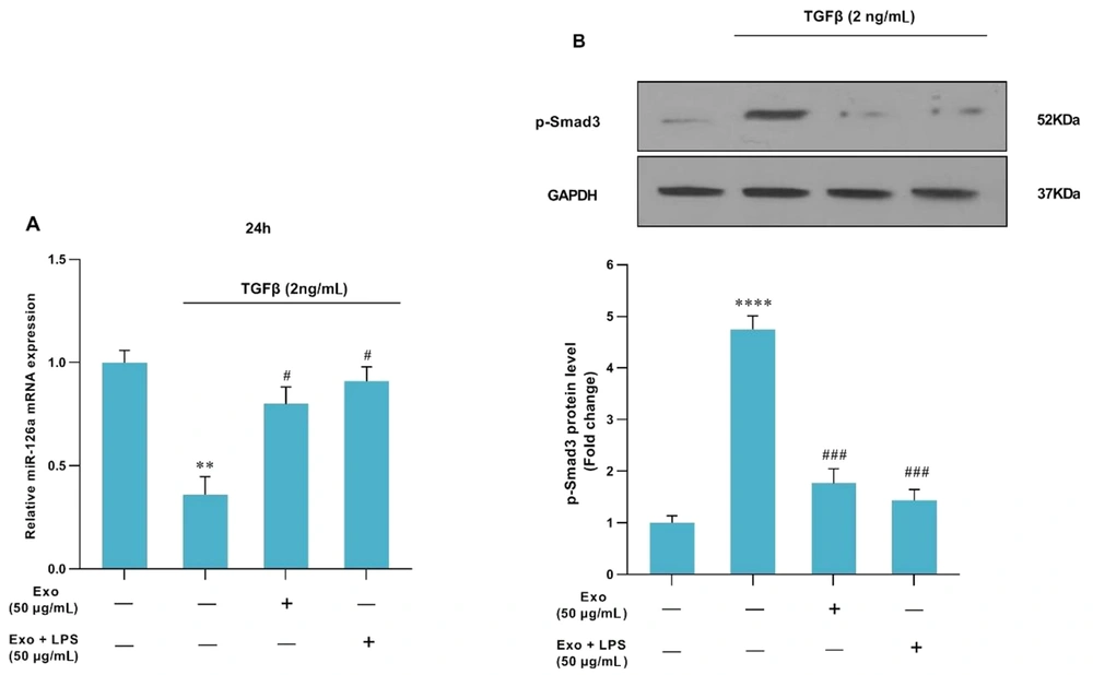 The effects of MSCs-Ex (LPS-stimulated or non-stimulated) on TGF-β-induced HSC activation. (A) HSCs were treated with TGF-β1 (2 ng/mL) for 24 h in DMEM supplemented with FBS (1%). miR-126a expression was downregulated in response to TGF-β1, while it was upregulated after treatment with either non-stimulated or LPS-stimulated-exosome. MiR-126a expression was quantified by quantitative real-time PCR and normalized against a control. **P < 0.01; #P < 0.05. (B) The protein level of p-Smad3c was measured by western blot analysis, and the relative expression was adjusted against a control. ****P < 0.0001; ###P < 0.001 The effects of MSCs-Ex (LPS-stimulated or non-stimulated) on TGF-β-induced HSC activation. (A) HSCs were treated with TGF-β1 (2 ng/mL) for 24 h in DMEM supplemented with FBS (1%). miR-126a expression was downregulated in response to TGF-β1, while it was upregulated after treatment with either non-stimulated or LPS-stimulated-exosome. MiR-126a expression was quantified by quantitative real-time PCR and normalized against a control. **P < 0.01; #P < 0.05. (B) The protein level of p-Smad3c was measured by western blot analysis, and the relative expression was adjusted against a control. ****P < 0.0001; ###P < 0.001