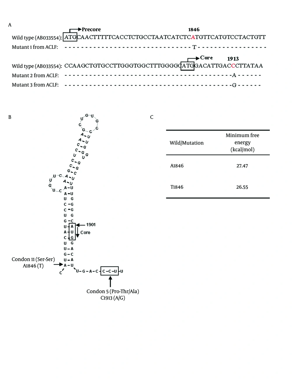 Possible influences of A1846T and C1913A/G mutations on core protein expression. (A) Partial sequences around HBV nt 1846 and 1913. The HBV wild type sequence was shown in the first line for comparison. A1846T comprised 65.5%, and 56.9% of ACLF-CHB and ACLF-LC patients. C1913A/G comprised 44.8%, and 50% of ACLF-CHB and ACLF-LC patients. Mutants 1 to 3 represented the HBV sequences from 3 of ACLF patients. The white box showed the initial codons of precore/core protein. (B) Proposed secondary structure of the HBV ε signal with A1846T and C1913A/G mutations. A1846 is at the mouth of RNA secondary structure. The C1913A/G mutation causes a substitution of the fifth amino acid in core protein from proline to threonine or alanine. (C) Stability of the ε signal evaluated with minimum free energy which was calculated using RNAdraw software Possible influences of A1846T and C1913A/G mutations on core protein expression. (A) Partial sequences around HBV nt 1846 and 1913. The HBV wild type sequence was shown in the first line for comparison. A1846T comprised 65.5%, and 56.9% of ACLF-CHB and ACLF-LC patients. C1913A/G comprised 44.8%, and 50% of ACLF-CHB and ACLF-LC patients. Mutants 1 to 3 represented the HBV sequences from 3 of ACLF patients. The white box showed the initial codons of precore/core protein. (B) Proposed secondary structure of the HBV ε signal with A1846T and C1913A/G mutations. A1846 is at the mouth of RNA secondary structure. The C1913A/G mutation causes a substitution of the fifth amino acid in core protein from proline to threonine or alanine. (C) Stability of the ε signal evaluated with minimum free energy which was calculated using RNAdraw software