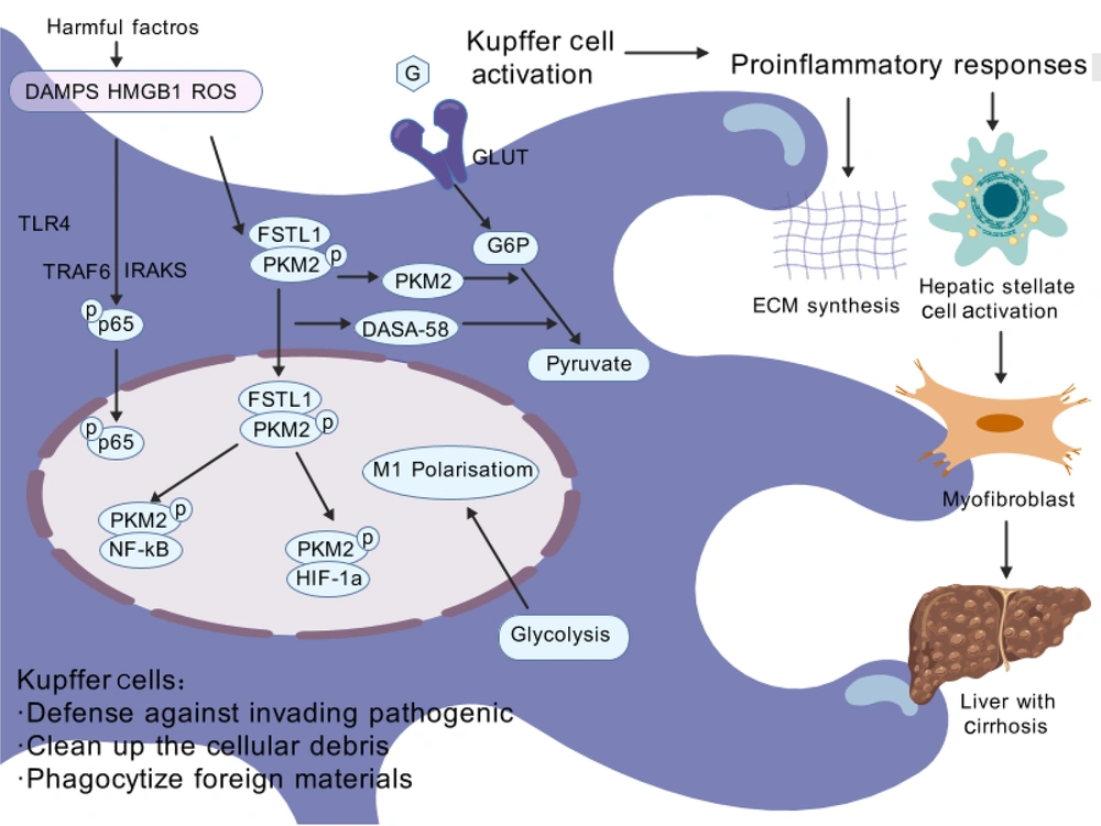 glutathione and liver cirrhosis Related Mechanisms of Secondary Infections in Hepatic Cirrhosis Patients