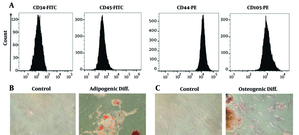 A, Flow cytometric analysis showed that the isolated Wharton’s jelly-derived mesenchymal stem cells (WJ-MSCs) were strongly positive for CD44 and CD105, while lacking CD34 and CD45, confirming their mesenchymal identity; B, after 21 days of adipogenic induction, Oil Red O staining revealed numerous lipid droplets within the cells, indicating successful adipocyte differentiation; C, osteogenic differentiation was confirmed by Alizarin Red staining, which highlighted substantial calcium deposition in the induced cells after 21 days. A, Flow cytometric analysis showed that the isolated Wharton’s jelly-derived mesenchymal stem cells (WJ-MSCs) were strongly positive for CD44 and CD105, while lacking CD34 and CD45, confirming their mesenchymal identity; B, after 21 days of adipogenic induction, Oil Red O staining revealed numerous lipid droplets within the cells, indicating successful adipocyte differentiation; C, osteogenic differentiation was confirmed by Alizarin Red staining, which highlighted substantial calcium deposition in the induced cells after 21 days.