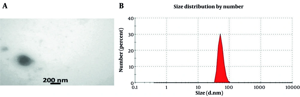A, Transmission electron microscopy (TEM) images showed that the isolated exosomes had a rounded and vesicular structure, typical of extracellular vesicles; B, size profiling with the Zeta Sizer demonstrated that nearly 85% of the exosomes had an average diameter close to 73 nm, indicating a narrow and consistent size distribution. A, Transmission electron microscopy (TEM) images showed that the isolated exosomes had a rounded and vesicular structure, typical of extracellular vesicles; B, size profiling with the Zeta Sizer demonstrated that nearly 85% of the exosomes had an average diameter close to 73 nm, indicating a narrow and consistent size distribution.
