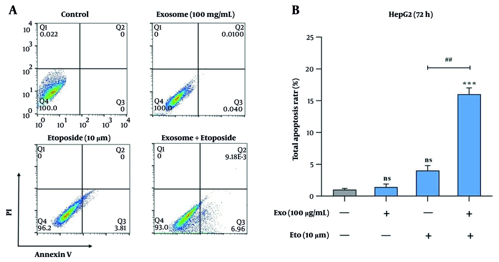 Evaluation of apoptosis induction in HepG2 cells following treatment with exosomes and etoposide (ETO). A, Representative flow cytometry dot plots showing apoptotic cell populations after treatment with exosomes, ETO, or their combination; B, quantitative analysis of apoptotic cells presented as bar graphs. (*** P < 0.001 vs. control; ## P < 0.01 vs. ETO alone). Evaluation of apoptosis induction in HepG2 cells following treatment with exosomes and etoposide (ETO). A, Representative flow cytometry dot plots showing apoptotic cell populations after treatment with exosomes, ETO, or their combination; B, quantitative analysis of apoptotic cells presented as bar graphs. (*** P < 0.001 vs. control; ## P < 0.01 vs. ETO alone).
