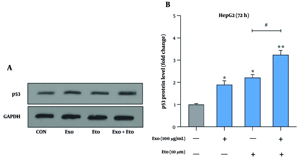 Analysis of p53 protein expression in HepG2 cells following treatment with exosomes and etoposide (ETO). A, Western blot image showing the levels of p53 protein in response to treatments with exosomes, ETO, or their combination. GAPDH was used as a loading control (~36 kDa); B, quantitative analysis of p53 band intensity normalized to GAPDH. (* P < 0.05, ** P < 0.01 vs. control; # P < 0.05 vs. ETO alone). Analysis of p53 protein expression in HepG2 cells following treatment with exosomes and etoposide (ETO). A, Western blot image showing the levels of p53 protein in response to treatments with exosomes, ETO, or their combination. GAPDH was used as a loading control (~36 kDa); B, quantitative analysis of p53 band intensity normalized to GAPDH. (* P < 0.05, ** P < 0.01 vs. control; # P < 0.05 vs. ETO alone).