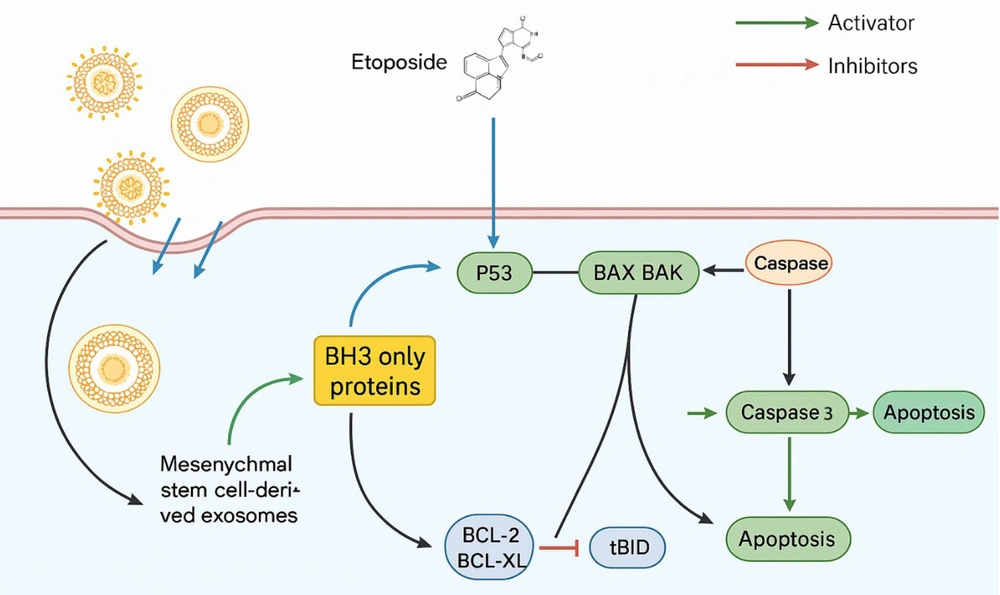 Schematic representation of apoptosis induction in HepG2 cells treated with exosomes and etoposide (ETO). The combined treatment elevates p53 protein levels and upregulates pro-apoptotic Bax expression while downregulating anti-apoptotic Bcl-2. These molecular changes activate caspase pathways, particularly caspase-9 and caspase-3, leading to enhanced apoptosis in liver cancer cells. Schematic representation of apoptosis induction in HepG2 cells treated with exosomes and etoposide (ETO). The combined treatment elevates p53 protein levels and upregulates pro-apoptotic Bax expression while downregulating anti-apoptotic Bcl-2. These molecular changes activate caspase pathways, particularly caspase-9 and caspase-3, leading to enhanced apoptosis in liver cancer cells.