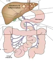Research Advances in the Association Between Gut Microbiota and Hepatic Alveolar Echinococcosis: A Review Study