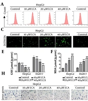 Licochalcone A Induces Mitochondria-Dependent Apoptosis in Hepatocellular Carcinoma Cells via ROS-Regulated Activation of the p38/JNK/MAPK Pathway