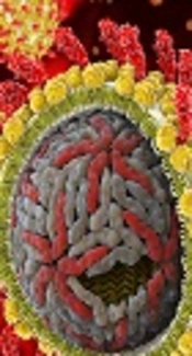 Direct-Acting Antivirals Ombitasvir / Paritaprevir / Ritonavir + Dasabuvir with or Without Ribavirin in Hepatitis C Virus (HCV) Genotype 1-Infected Treatment-Naive or Treatment-Experienced Patients with or Without Cirrhosis: Real-Life Experience in Lithuania and Latvia