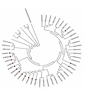 Persons with Intellectual Disability: A Potential Reservoir of Invasive Strains of Hepatitis B Virus