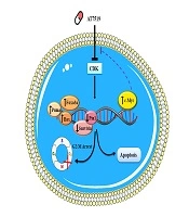 Inhibitor of Multi-cyclin-dependent Kinases (AT7519) Reduced Survival of U937 Leukemic Cells and Enhanced Anti-leukemic Effect of Vincristine: A Highlight to CDK Inhibition Efficacy in Acute Leukemia