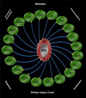 A Doctrine of Ovarian Cancer Translational Research Needs Revisiting