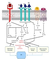 Cover image of the article: Tumor Microenvironment: Involved Factors and Signaling Pathways in Epithelial-Mesenchymal Transition