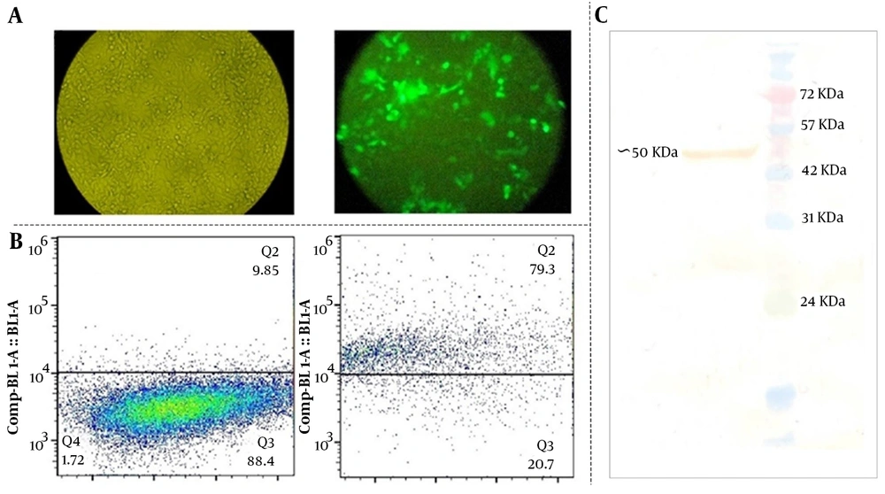Assessing the transfection efficiency and the expression of death-associated protein kinase 3 in the GC cell line. A and B, approximately 50000 cells from transfected cells were assessed the transfection efficiency was determined using both flow cytometry and fluorescence microscopy; C, Western blot of the DAPK3 protein expressed in MKN-45 cells 72 hours post-transfection by pEGFPN1-DAPK3 construct using specific polyclonal goat anti-DAPK3 Assessing the transfection efficiency and the expression of death-associated protein kinase 3 in the GC cell line. A and B, approximately 50000 cells from transfected cells were assessed the transfection efficiency was determined using both flow cytometry and fluorescence microscopy; C, Western blot of the DAPK3 protein expressed in MKN-45 cells 72 hours post-transfection by pEGFPN1-DAPK3 construct using specific polyclonal goat anti-DAPK3