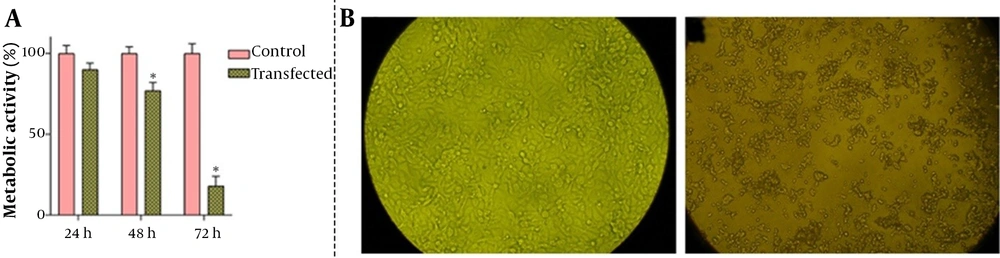 The effect of death-associated protein kinase 3 (DAPK3) overexpression on metabolic activity and morphology of MKN-45 cells. A, Transfection of the DAPK3 gene into the GC cells was associated with the reduction in the metabolic activity of the cells in a time-dependent manner by MTT assay; B, Morphological changes were observed 72 hours after transfection under an inverted phase-contrast microscope with digital images captured. Values for cellular metabolic activity are given as mean ± SD of 3 independent experiments by the one-way ANOVA test. * P ≤ 0. 05 represented significant changes from the control. The effect of death-associated protein kinase 3 (DAPK3) overexpression on metabolic activity and morphology of MKN-45 cells. A, Transfection of the DAPK3 gene into the GC cells was associated with the reduction in the metabolic activity of the cells in a time-dependent manner by MTT assay; B, Morphological changes were observed 72 hours after transfection under an inverted phase-contrast microscope with digital images captured. Values for cellular metabolic activity are given as mean ± SD of 3 independent experiments by the one-way ANOVA test. * P ≤ 0. 05 represented significant changes from the control.