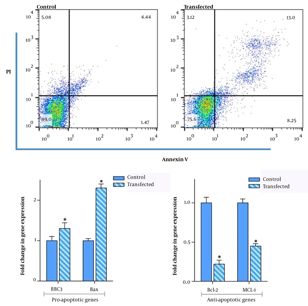The effect of overexpression of DAPK3 on apoptosis-related genes. At a density of 3 × 10<sup>5</sup> cells and 72 hours after transfecting MKN45 cells with DAPK3, the percentage of annexin-V positive cells significantly increased as compared to untransfected control cells. The qRT-PCR analysis using 1λ cDNA also confirmed that overexpression of DAPK3 not only increased the expression of BBC3 and BAX genes but also diminished the expression levels of Bcl-2 and MCL-1. Analyzed using REST® 2009 software. Values are given as mean ± SD of 3 independent experiments and analyzed by <i>t</i>-test. * P ≤ 0. 05 represents significant changes from control cells. The effect of overexpression of DAPK3 on apoptosis-related genes. At a density of 3 × 10<sup>5</sup> cells and 72 hours after transfecting MKN45 cells with DAPK3, the percentage of annexin-V positive cells significantly increased as compared to untransfected control cells. The qRT-PCR analysis using 1λ cDNA also confirmed that overexpression of DAPK3 not only increased the expression of BBC3 and BAX genes but also diminished the expression levels of Bcl-2 and MCL-1. Analyzed using REST® 2009 software. Values are given as mean ± SD of 3 independent experiments and analyzed by <i>t</i>-test. * P ≤ 0. 05 represents significant changes from control cells.