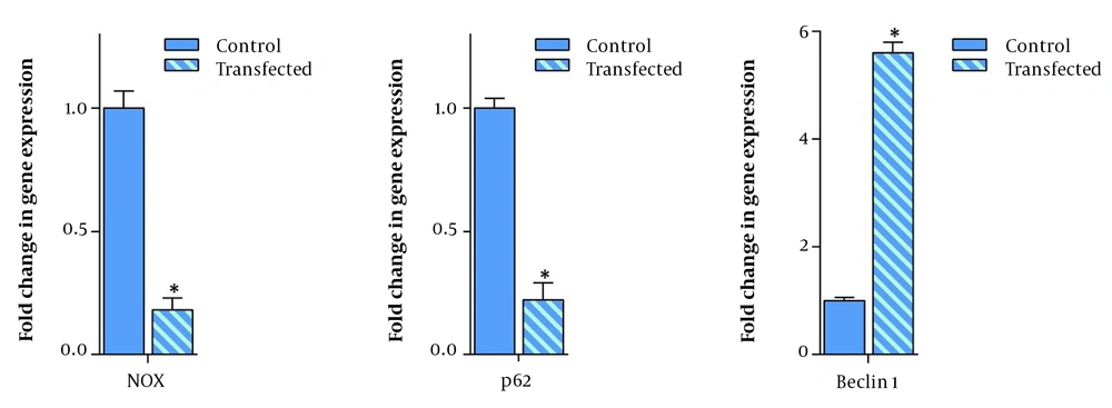 The effect of overexpression of death-associated protein kinase 3 on autophagy-related genes. Seventy-two hours after transfecting MKN45 cells with DAPK3 and use of 1λ cDNA, qRT-PCR was performed showing a significant escalation in the expression of the Beclin1 gene. The overexpression of DAPK3 also decreased the expression of p62 and Nox genes. Values are given as mean ± SD of 3 independent experiments. * P ≤ 0. 05 represents significant changes from control cells. The effect of overexpression of death-associated protein kinase 3 on autophagy-related genes. Seventy-two hours after transfecting MKN45 cells with DAPK3 and use of 1λ cDNA, qRT-PCR was performed showing a significant escalation in the expression of the Beclin1 gene. The overexpression of DAPK3 also decreased the expression of p62 and Nox genes. Values are given as mean ± SD of 3 independent experiments. * P ≤ 0. 05 represents significant changes from control cells.