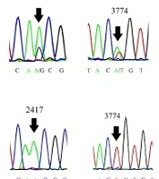 Isolation and Characterization of a Discrete Genetically Homogeneous Viral Subpopulation of Mumps Virus RS-12 Strain with Superior Oncolytic Potency Compared to Its Progenitor Virus