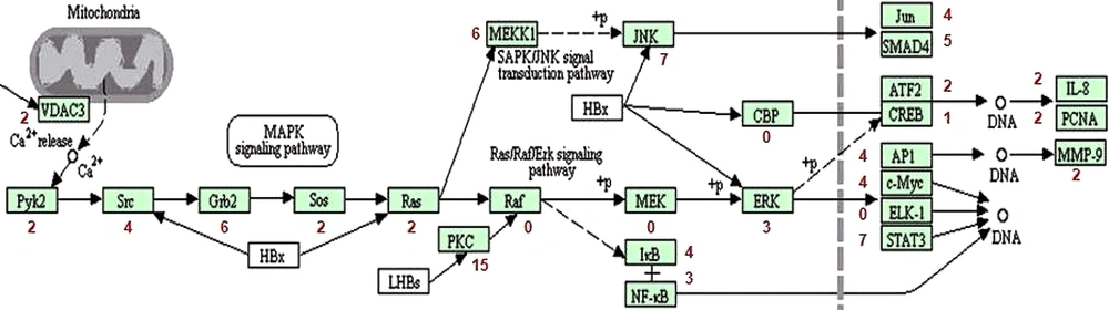 Analysis of Ras/MAFK signaling pathway taken from KEGG pathway. The numbers of mutations that occurred near genes are mentioned in red beside gene names. Analysis of Ras/MAFK signaling pathway taken from KEGG pathway. The numbers of mutations that occurred near genes are mentioned in red beside gene names.