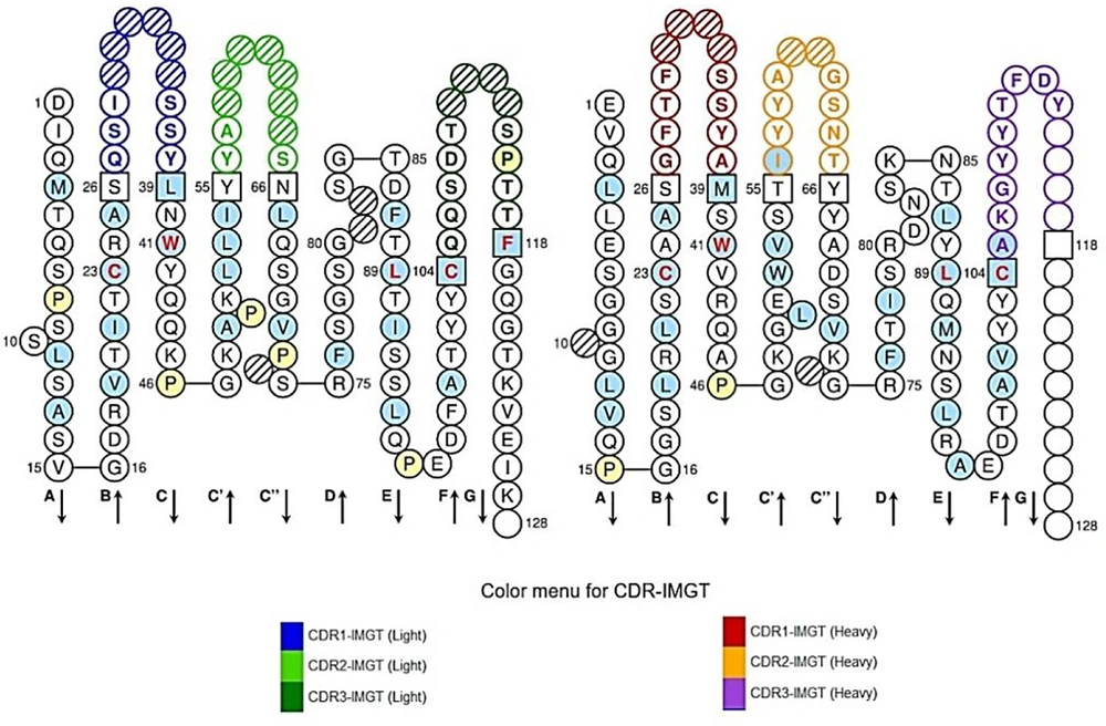 Single chain variable fragment frameworks (FR) and hypervariable regions (CDR) domains. Red, orange, and purple colors display CDR1, CDR 2, and CDR 3 of VH antibody respectively and black colors show FR regions. Also, blue, green, and dark green colors show CDR1, CDR2, and CDR3 in the VL antibody domain, and framework regions have also been demonstrated by black colors. Single chain variable fragment frameworks (FR) and hypervariable regions (CDR) domains. Red, orange, and purple colors display CDR1, CDR 2, and CDR 3 of VH antibody respectively and black colors show FR regions. Also, blue, green, and dark green colors show CDR1, CDR2, and CDR3 in the VL antibody domain, and framework regions have also been demonstrated by black colors.