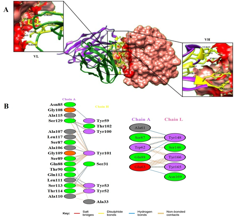 A, 3D structure of the docking complex between single chain variable fragment (scFv) antibody and cluster of differentiation 24 (CD24) antigen from the Chimera analysis. The docking complex between the antigen (pink surface) with VL (green ribbon) and VH (purple ribbon) is shown. Yellow and red residues belong to the scFv and epitopes of the antigen, respectively; B, Amino acids involved in the antigen–heavy chain (VH) and antigen–light chain (VL) complexes. Salt bridges, disulphide, hydrogen bonds, and non-bonded contacts of antigen-antibody complexes are shown. A, 3D structure of the docking complex between single chain variable fragment (scFv) antibody and cluster of differentiation 24 (CD24) antigen from the Chimera analysis. The docking complex between the antigen (pink surface) with VL (green ribbon) and VH (purple ribbon) is shown. Yellow and red residues belong to the scFv and epitopes of the antigen, respectively; B, Amino acids involved in the antigen–heavy chain (VH) and antigen–light chain (VL) complexes. Salt bridges, disulphide, hydrogen bonds, and non-bonded contacts of antigen-antibody complexes are shown.