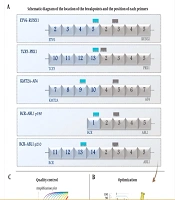 A SYBR Green-Based Multiplex RT-qPCR Assay for the Simultaneous Screening of Prognostically Significant Translocations in Acute Lymphoblastic Leukemiafig