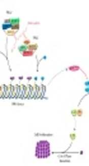 Antisense Non-Coding RNA in the INK4 Locus (ANRIL) in Human Cancers
