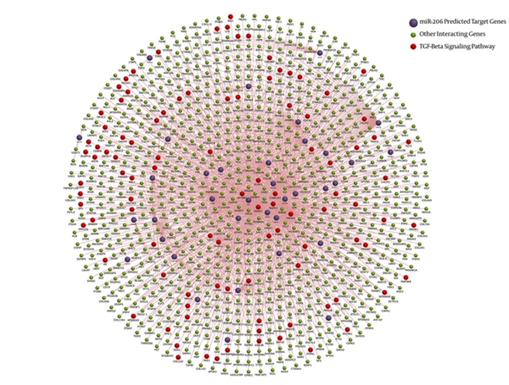 The schematic interaction diagram of miR-206-target interactions in breast cancer The schematic interaction diagram of miR-206-target interactions in breast cancer