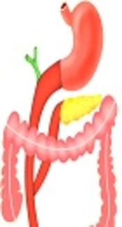 Cover image of the article: Outcomes and Complications of Double Roux Loop Reconstruction in Pancreaticoduodenectomy: A Single Center Experience