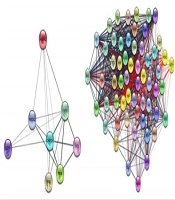 Investigating Therapeutic Effects of Retinoic Acid on Thyroid Cancer via Protein-Protein Interaction Network Analysis