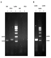 Cover image of the article: Evaluation of the Gene Expression of Hedgehog Signaling Pathway Components in Response to Quinacrine in MDA-MB 231 Cells