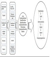 Cover image of the article: The Menstrual Disturbances in Endocrine Disorders: A Narrative Review