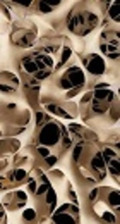 Comparison of Osteoporosis Pharmacotherapy Fracture Rates: Analysis of a MarketScan® Claims Database Cohort