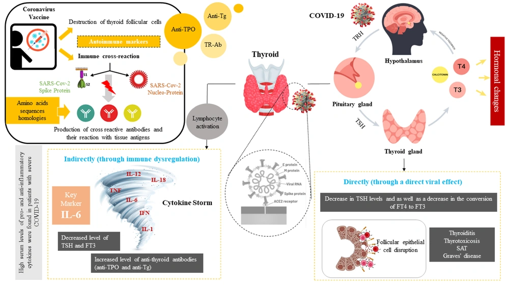 The impact of COVID-19 and vaccine on thyroid function, SARS-CoV-2 can cause hormonal changes by directly affecting the pituitary axis. On the other hand, this virus can interfere with the function of these cells by binding to the angiotensin-converting enzyme 2 (ACE2) in thyroid cells. Changes in the levels of thyroid hormones based on the direct and indirect effect of viral infection can cause various systemic changes such as the activation of various pro-inflammatory cytokines, as a result, the cytokine storm with the combined effect on the hypothalamic-pituitary axis (HPT) leads to a decrease in the level of hormones. Covid-19 vaccines destroy thyroid follicular cells by binding spike protein to angiotensin-converting enzyme II (ACE-2) receptors, leading to thyroid dysfunction and hormonal changes. Also, some homologies between the amino acid sequences of the virus with human tissue proteins such as thyroid peroxidase (TPO) leads to cross-react. The impact of COVID-19 and vaccine on thyroid function, SARS-CoV-2 can cause hormonal changes by directly affecting the pituitary axis. On the other hand, this virus can interfere with the function of these cells by binding to the angiotensin-converting enzyme 2 (ACE2) in thyroid cells. Changes in the levels of thyroid hormones based on the direct and indirect effect of viral infection can cause various systemic changes such as the activation of various pro-inflammatory cytokines, as a result, the cytokine storm with the combined effect on the hypothalamic-pituitary axis (HPT) leads to a decrease in the level of hormones. Covid-19 vaccines destroy thyroid follicular cells by binding spike protein to angiotensin-converting enzyme II (ACE-2) receptors, leading to thyroid dysfunction and hormonal changes. Also, some homologies between the amino acid sequences of the virus with human tissue proteins such as thyroid peroxidase (TPO) leads to cross-react.