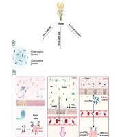 The Role of Gluten in the Development of Autoimmune Thyroid Diseases: A Narrative Review