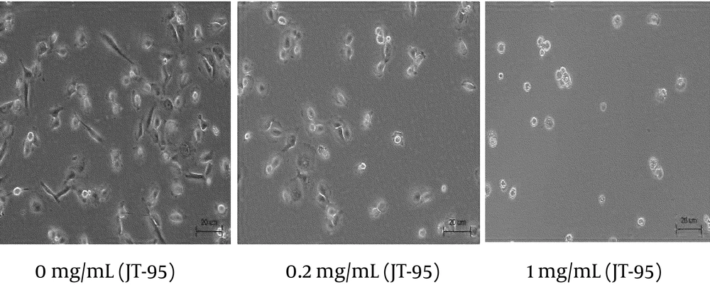 Co-cultured Daudi and SW1736 Cell Lines With JT-95 Co-cultured Daudi and SW1736 Cell Lines With JT-95
