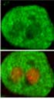 Growth Hormone Did Not Activate Its Intracellular Signaling Molecules in Rats’ Liver Hepatocytes During Early Life Period