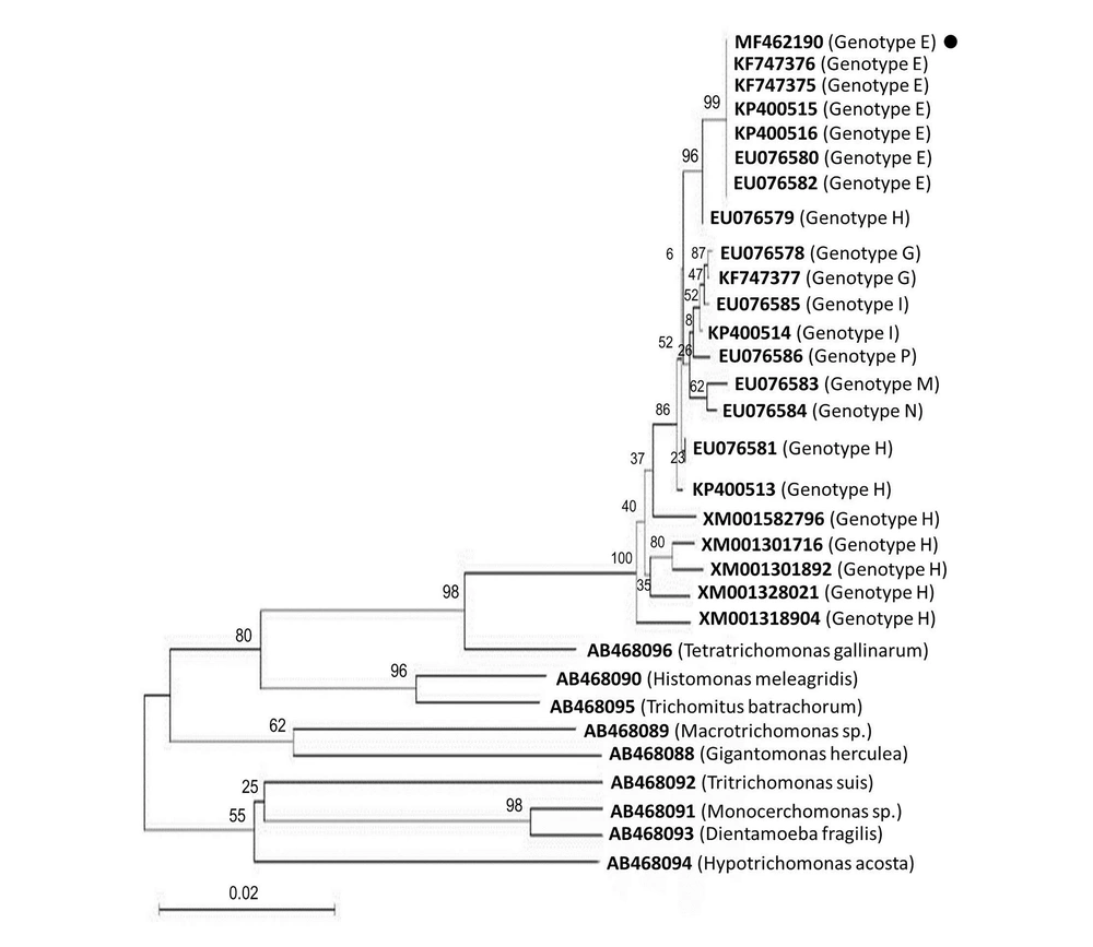 The phylogeny of <i>T. vaginalis</i> genotypes according to the maximum-likelihood. The phylogenetic tree was constructed based on the multiple alignments of actin gene sequences. Bootstrap values, calculated from 1000 repetitions, are placed at each branch point. Distance represents the number of base substitutions per site. <i>Tetratrichomonas gallinarum</i> and <i>Tritrichomonas suis</i> were considered as outgroup branches. • GenBank accession no. MF462190 is the genotype identified in this study. The phylogeny of <i>T. vaginalis</i> genotypes according to the maximum-likelihood. The phylogenetic tree was constructed based on the multiple alignments of actin gene sequences. Bootstrap values, calculated from 1000 repetitions, are placed at each branch point. Distance represents the number of base substitutions per site. <i>Tetratrichomonas gallinarum</i> and <i>Tritrichomonas suis</i> were considered as outgroup branches. • GenBank accession no. MF462190 is the genotype identified in this study.