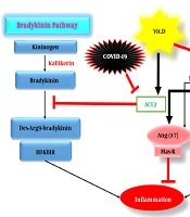 Cover image of the article: Vitamin D Double-edged Sword Against COVID-19