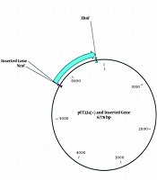 Introduction of a Novel Poly-Epitope Vaccine Against Mycobacterium tuberculosis Infection; an Immunoinformatics Approach