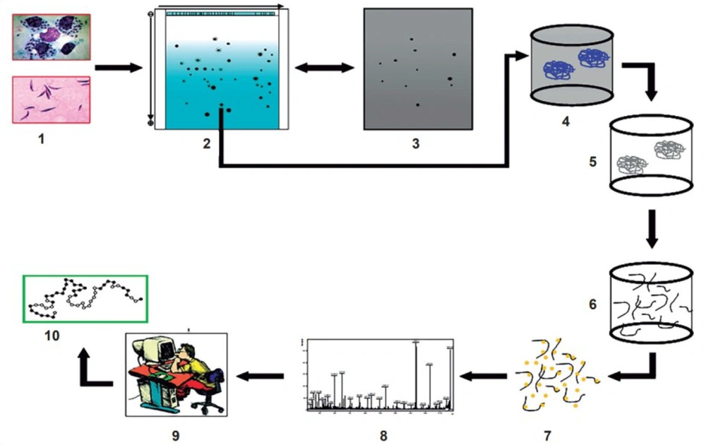 Discovery of new virulence factors by applying both new experimental techniques (in vitro and in vivo study) and bioinformatics software (in silico study) adapted from Furman and Davis, 2015 (<a href="#A121894REF26">26</a>). Discovery of new virulence factors by applying both new experimental techniques (in vitro and in vivo study) and bioinformatics software (in silico study) adapted from Furman and Davis, 2015 (<a href="#A121894REF26">26</a>).