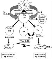 Cover image of the article: Review of Molecular Approaches in Leishmaniasis Vaccines: Implications and Restrictions
