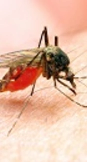 Comparison of PfHRP-2/pLDH RDTs with Light Microscopy in a Low Prevalence Setting in Southeastern Iran, Sistan and Baluchestan: Due to Implementation of Malaria Elimination Program