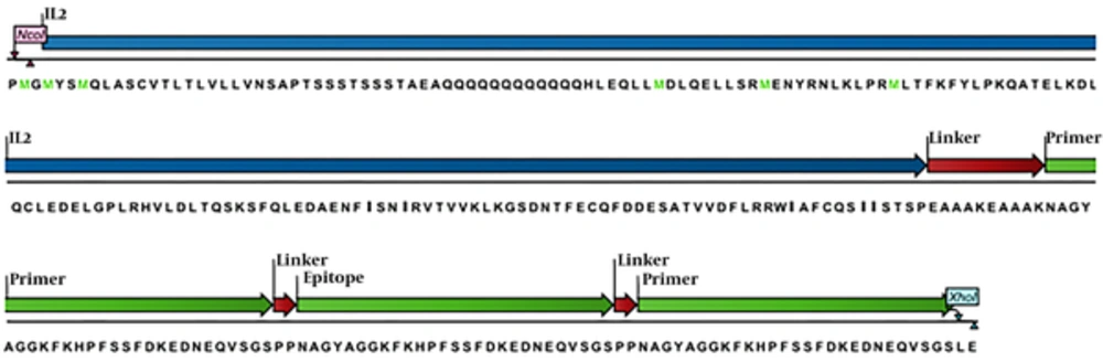 Schema of amino acid profile of the chimera protein (IL2-3E) which designed by the CLC software; the blue color refers to the IL-2 cytokine amino acids as molecule adjuvant, the green colors are repeats of epitope amino acids and the red colors are the linkers amino acids among domains. Schema of amino acid profile of the chimera protein (IL2-3E) which designed by the CLC software; the blue color refers to the IL-2 cytokine amino acids as molecule adjuvant, the green colors are repeats of epitope amino acids and the red colors are the linkers amino acids among domains.