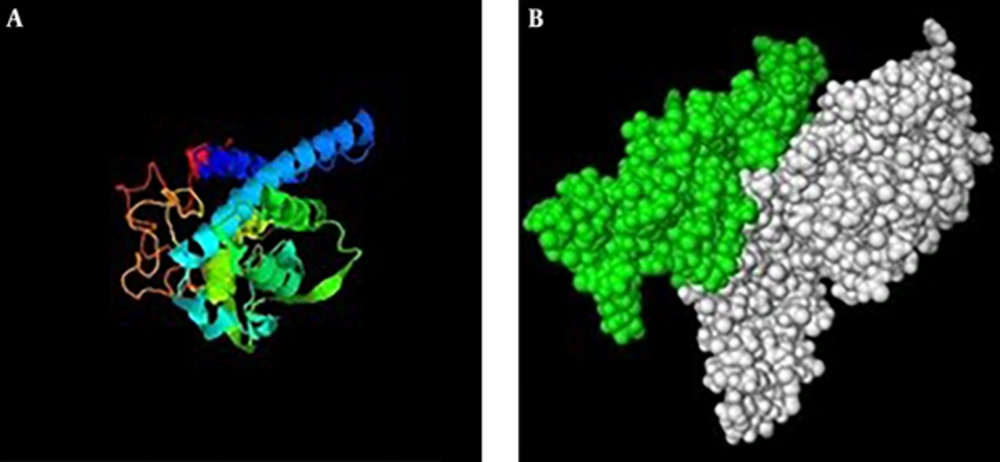 Third structure of chimera protein (IL2-3E); A, predicted structure by I-tasser server. B, PDB format visualizing of the predicted tertiary structure of chimera protein by PyMol software. Green colure demonstrates epitope regions and the whit colure represents IL-2 protein. Third structure of chimera protein (IL2-3E); A, predicted structure by I-tasser server. B, PDB format visualizing of the predicted tertiary structure of chimera protein by PyMol software. Green colure demonstrates epitope regions and the whit colure represents IL-2 protein.