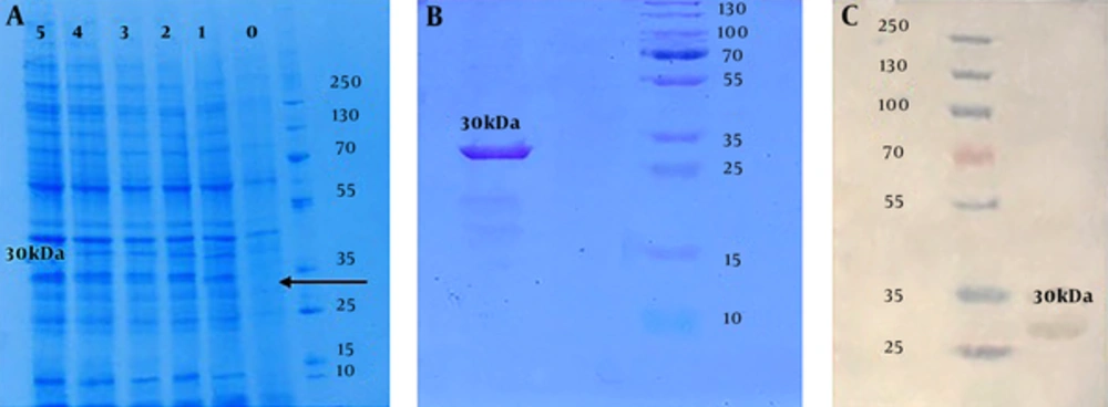 Conformation of protein expression results: A, SDS-PAGE analysis of the rCIL2-3E protein with different sampling times after inducing by 0.2 mM IPTG; each column refers to yielded protein after 0, 1, 2, 3, 4 and 5 hours after induction by IPTG, respectively. B, SDS-PAGE analysis which approves purification of 30 kDa chimera protein band, correctly, using Ni-agarose column. C, Western blot conformation of 30 kDa chimera protein by Anti Poly-Histidine-HRP antibody. Conformation of protein expression results: A, SDS-PAGE analysis of the rCIL2-3E protein with different sampling times after inducing by 0.2 mM IPTG; each column refers to yielded protein after 0, 1, 2, 3, 4 and 5 hours after induction by IPTG, respectively. B, SDS-PAGE analysis which approves purification of 30 kDa chimera protein band, correctly, using Ni-agarose column. C, Western blot conformation of 30 kDa chimera protein by Anti Poly-Histidine-HRP antibody.