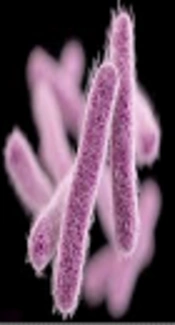 First Sequence Analysis of Genes Mediating Extended-Spectrum Beta-Lactamase (ESBL) bla-TEM, SHV- and CTX-M Production in Isolates of Enterobacteriaceae in Southern Benin