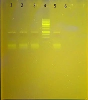 Cover image of the article: Molecular Detection of Metallo-β-lactamase Genes blaIMP, blaVim,‎ ‎and blaSPM-1‎ in Bacillus cereus Strains Isolated from Infant Milk Powder Samples